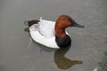 Red headed duck in the water.