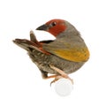 Red-headed Finch - Amadina erythrocephala