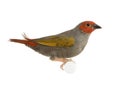 Red-headed Finch - Amadina erythrocephala Royalty Free Stock Photo