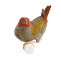 Red-headed Finch - Amadina erythrocephala