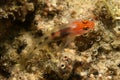 Red headed goby Royalty Free Stock Photo