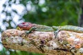 Red Headed Iguana Royalty Free Stock Photo