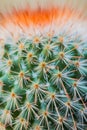 Red-headed Irishman Cactus