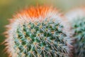 Red-headed Irishman Cactus Royalty Free Stock Photo