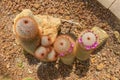 Red headed irishman cactus in the garden