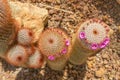 Red headed irishman cactus in the garden