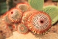 Red headed irishman cactus Royalty Free Stock Photo