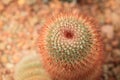 Red headed irishman cactus