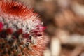 Red headed Irishman cactus Royalty Free Stock Photo