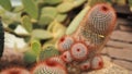 Red headed irishman. Mammillaria spinosissima. Cactaceae Mexico.