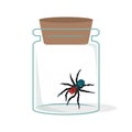 Red-headed Mouse Spider in Glass Bottle
