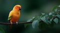 A Red-headed parakeet parrot is perched on a branch Royalty Free Stock Photo