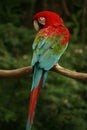 Red Headed Parrot Royalty Free Stock Photo