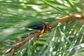 Red-headed pine sawfly or the pine false webworm Acantholyda erythrocephala sawfly. Pines pest. Royalty Free Stock Photo