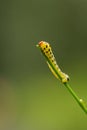 Red headed pine sawfly larvae Royalty Free Stock Photo