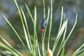 Red-headed pine sawfly or the pine false webworm Acantholyda erythrocephala sawfly. Pines pest. Royalty Free Stock Photo
