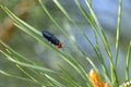 Red-headed pine sawfly or the pine false webworm Acantholyda erythrocephala sawfly. Pines pest. Royalty Free Stock Photo