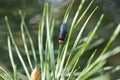 Red-headed pine sawfly or the pine false webworm Acantholyda erythrocephala sawfly. Pines pest. Royalty Free Stock Photo