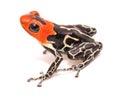 Red headed poison dart or arrow frog Ranitomeya fantastica Caynarichi Royalty Free Stock Photo