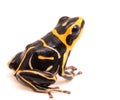 Red headed poison dart or arrow frog on white background