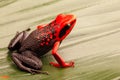 Red headed poison dart frog, Ameerega silverstonei