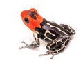 Red headed poison dart frog Ranitomeya fantastica Caynarichi