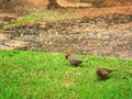 The Red Headed Quelia of the Finch family Royalty Free Stock Photo