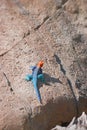 Red-headed rock agama