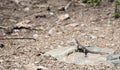 Red-headed Rock Agama Agama agama on Rock in Tanzania Royalty Free Stock Photo