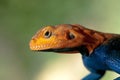 Red-Headed Rock Agama Close Up