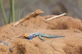 Red-headed Rock Agama in Kenya Royalty Free Stock Photo