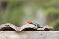 Red-headed Rock Agama in Kenya