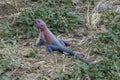 A Red Headed Rock Agama in Tanzania Royalty Free Stock Photo