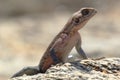 Red-headed Rock Agama