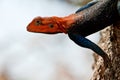 Red-Headed Rock Agame Display