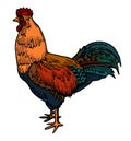 Red-headed rooster isolated vector. Full length, side view. A traditional, typical orange-red color. The feathers on the tail are