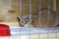 Red-headed sad homeless alone cat, lying in cage in a shelter waiting for a home, for someone to adopt him