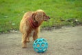 Red-headed spaniel dog playing Royalty Free Stock Photo