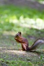 Squirrel in the park gnaws nuts Royalty Free Stock Photo