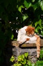 The Red-headed street istanbul cat is warming up to the sun.