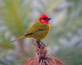 Red-headed tanager, Piranga erythrocephala Royalty Free Stock Photo