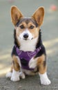 Red Headed Tricolor Pembroke Welsh Corgi Puppy Royalty Free Stock Photo