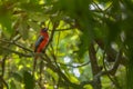 Red-headed Trogon (Harpactes erythrocephalus) perching on a branch. Royalty Free Stock Photo