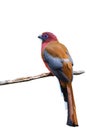 red-headed trogon male beautiful red and brown bird isolated on white