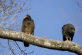 Turkey Vulture and Black Vulture Roost, Georgia, USA Royalty Free Stock Photo