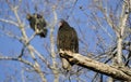 Turkey Vulture Roost, Georgia, USA Royalty Free Stock Photo