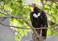 A red headed vulture Royalty Free Stock Photo