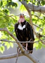 Red headed vulture Royalty Free Stock Photo