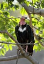 Red-headed vulture Royalty Free Stock Photo