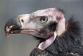 Red headed vulture closeup